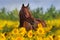 Horse in sunflowers