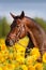 Horse in sunflowers