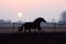 Horse at sunset