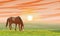 Horse at sunset. Grass field. Equus ferus caballus. Wild and farm horses
