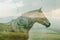 A horse superimposed with the rolling hills of a countryside landscape in a double exposure