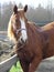 Horse, sweaty after a run.