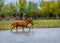 A horse swims the river. The Volga River Delta.