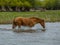 A horse swims the river. The Volga River Delta.