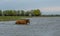 A horse swims the river. The Volga River Delta.