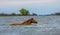 A horse swims the river. The Volga River Delta.