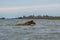 A horse swims the river. The Volga River Delta.