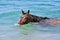 Horse swims in the sea