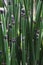 Horse tail  Equisetum hyemale .