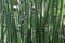 Horse tail  Equisetum hyemale .