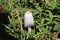 Horse tail fungus also known as shaggy ink cap