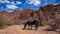 A horse takes a break during a riding tour of the Quebrada Palmira & Canyon del Inca, near Tupiza, Bolivia