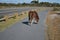 Horse takes over the sidewalk