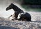 The horse takes sand baths after bathing