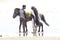 A horse is taking passengers on horseback to Cox\'s Bazar beach