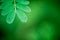 Horse tamarind green leaf