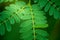 Horse tamarind green leaf