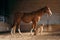 A horse and a Thai Ridgeback dog engage in a quiet exchange