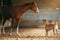 A horse and a Thai Ridgeback dog engage in a quiet exchange