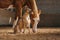 A horse and a Thai Ridgeback dog engage in a quiet exchange