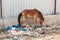 A horse in Thailand stands in the waste