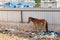 A horse in Thailand stands in the waste