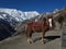 Horse and Tilicho Peak