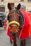 Horse to Draw Cart in front of Pantheon