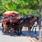 Horse with tourist cab