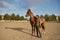 A horse trainer with her stallion outdoors in farm