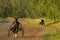 Horse training at the racetrack. summer landscape with horses