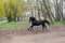 A horse training running in circles in a sandy terrain with trees in the back