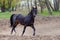 A horse training running in circles in a sandy terrain with trees in the back