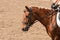 horse training in the stable. Head close-up