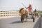 Horse transport Called Taana in Bangladeshi Culture in the Dhaka, Bangladesh, Asia