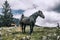 A horse in the Transylvanian mountains