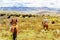 Horse Trekker and Yak herds with nomads in the highlands of Sichuan