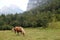 A horse in Trenta village in Soca valley in Slovenia