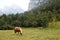 A horse in Trenta village in Soca valley in Slovenia