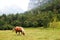 A horse in Trenta village in Soca valley in Slovenia