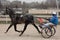 Horse trot racing on Moscow hippodrome