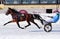 Horse trotter breed on the racetrack in the winter