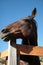 Horse turned head over the fence on blue sky background