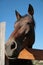 Horse turned head over the fence on blue sky background