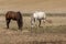 Horse. Two beautiful mares on pasture in American countryside,