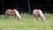 Horse, two blond Haflinger