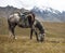 Horse under the saddle with the trophy of ibex and weapons in the mountains