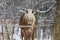 Horse under snow