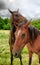 Horse under a stormy sky