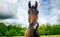 Horse under a stormy sky